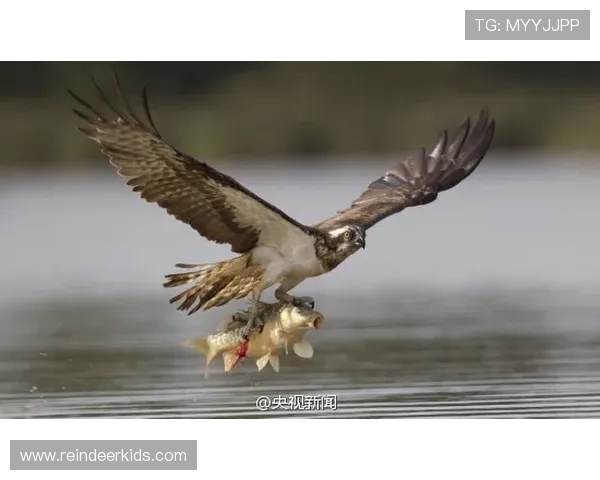 库明加在老鹰表现抢眼场均21分7板命中率67勇士状态相对平淡仅12分5板